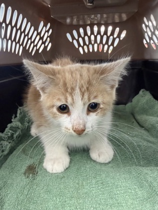 Shelter Stray Male Cat last seen Craven County, NC , New Bern, NC 28562