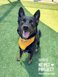 Shelter Stray Male Dog last seen Near Ditman Avenue, 64125, MO, Kansas City, MO 64132