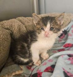 Shelter Stray Male Cat last seen W Rose Ave & S Walnut Ave, Fresno Zone Fresno CO 1A 93706, CA, Fresno, CA 93706