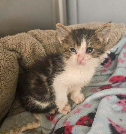 Shelter Stray Male Cat last seen W Rose Ave & S Walnut Ave, Fresno Zone Fresno CO 1A 93706, CA, Fresno, CA 93706