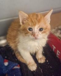 Shelter Stray Female Cat last seen W Rose Ave & S Walnut Ave, Fresno Zone Fresno CO 1A 93706, CA, Fresno, CA 93706