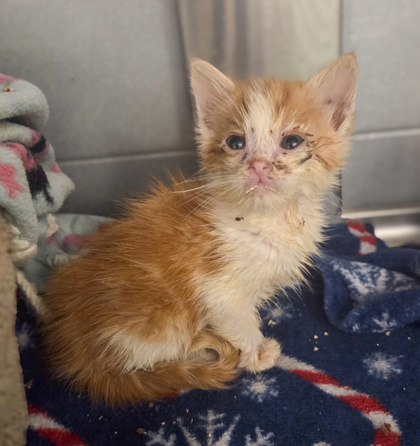 Shelter Stray Male Cat last seen W Rose Ave & S Walnut Ave, Fresno Zone Fresno CO 1A 93706, CA, Fresno, CA 93706