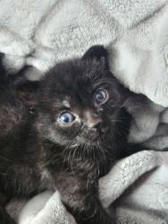 Shelter Stray Female Cat last seen El Paso, TX 79924, Fort Bliss, TX 79906
