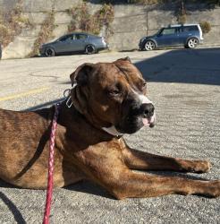 Lost Male Dog last seen High land park way NE Airdre AB, Rocky View County, AB 
