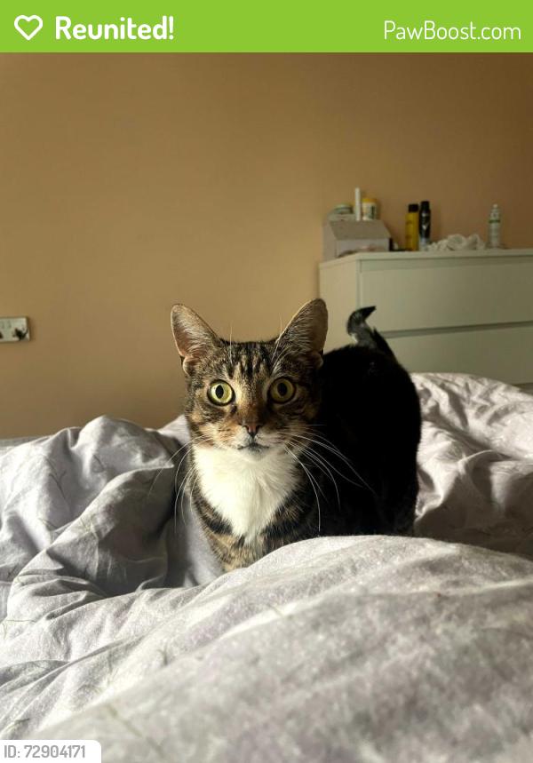 Reunited Female Cat last seen M402qu, Greater Manchester, England M40 2QU