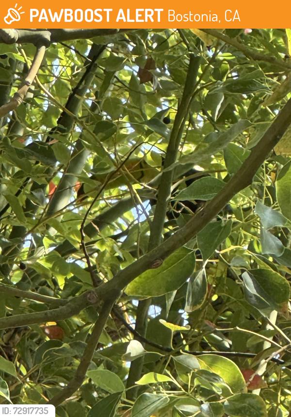 Found/Stray Unknown Bird last seen Pepper Dr. and Chatsbury St. El Cajon, Bostonia, CA 92021