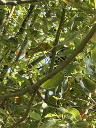 Found/Stray Unknown Bird last seen Pepper Dr. and Chatsbury St. El Cajon, Bostonia, CA 92021