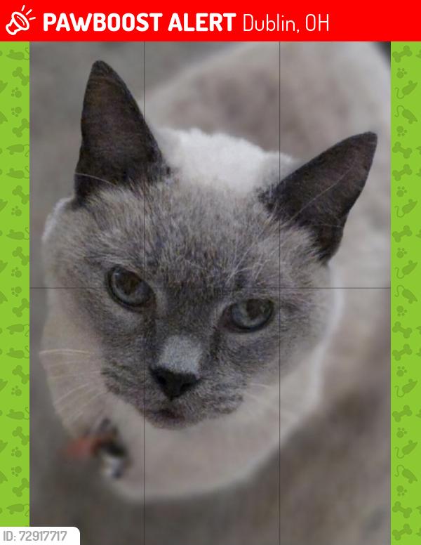 Lost Male Cat last seen Delburn Ave, Dublin, OH 43017