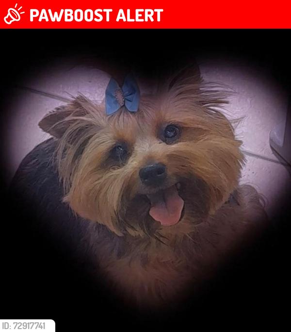 Lost Female Dog last seen Rua Avelino Mariano Pena 1160 Suzano , Parque Cerejeiras, SP 08630-180