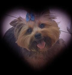 Lost Female Dog last seen Rua Avelino Mariano Pena 1160 Suzano , Parque Cerejeiras, SP 08630-180