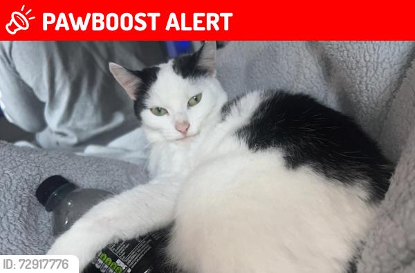 Lost Female Cat last seen Wokingham train station, Berkshire, England RG41
