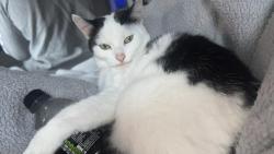 Lost Female Cat last seen Wokingham train station, Berkshire, England RG41