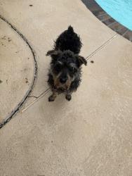 Found/Stray Female Dog last seen S Tryon by Steele Creek Rd, Charlotte, NC 28273