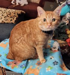 Reunited Male Cat last seen Baker Heights Neighborhood, Acworth, GA 30101