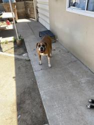 Reunited Female Dog last seen Haley sto, Bakersfield, CA 93305