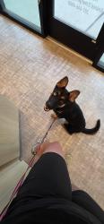Found/Stray Female Dog last seen Near Eastex Freeway Feeder Rd, Kingwood, TX 77339, Houston, TX 77339