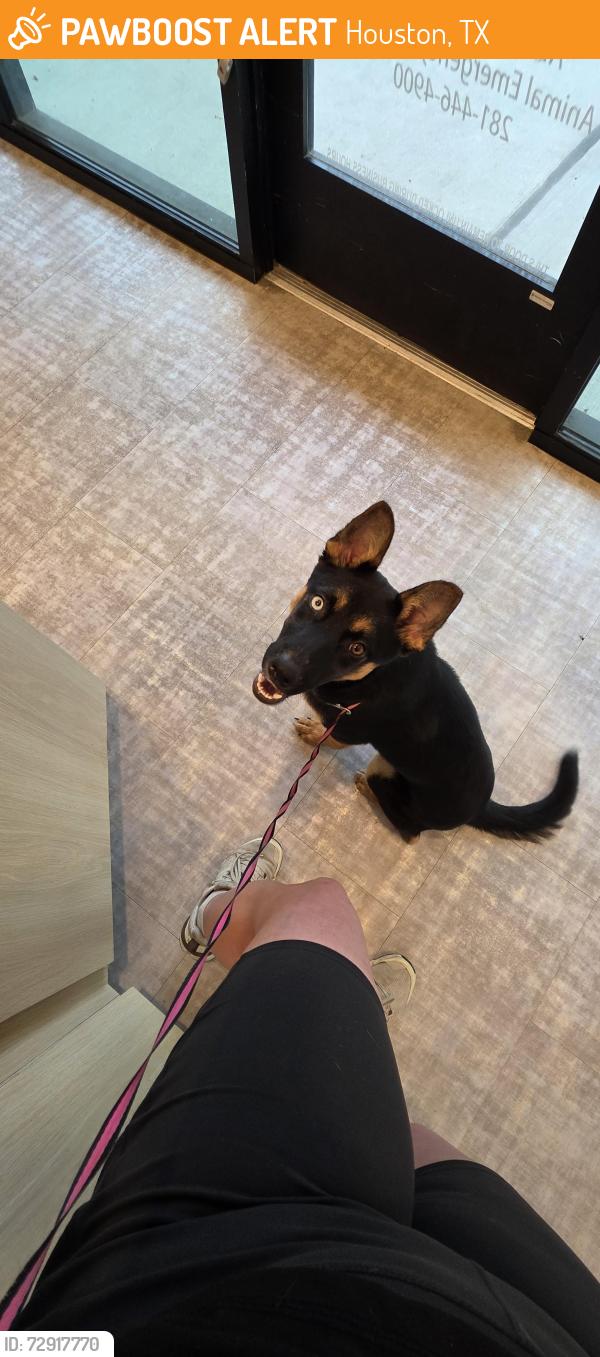 Found/Stray Female Dog last seen Near Eastex Freeway Feeder Rd, Kingwood, TX 77339, Houston, TX 77339