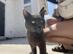 Found/Stray Male Cat last seen Van buren , Riverside, CA 92503
