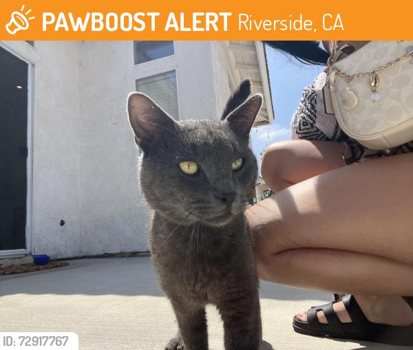 Found/Stray Male Cat last seen Van buren , Riverside, CA 92503