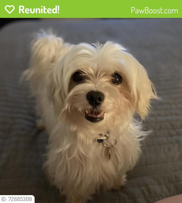 Reunited Male Dog last seen Sunrise ave and Lineberry , Asheboro, NC 27203