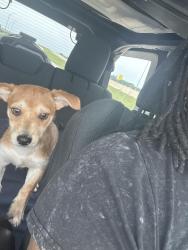 Reunited Male Dog last seen Marigold , Melissa, TX 75454