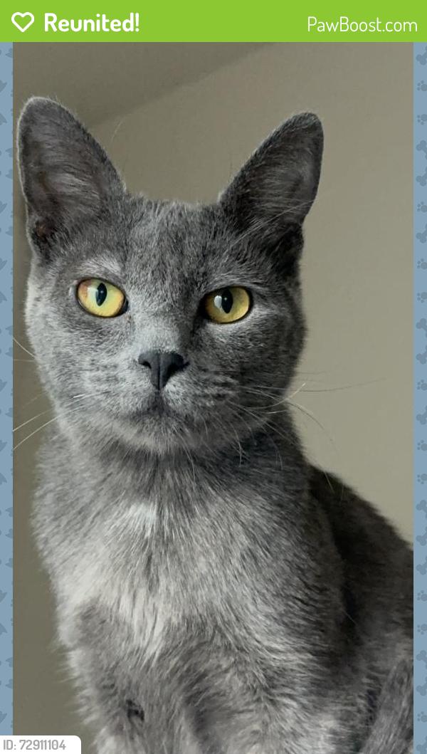 Reunited Male Cat last seen Rosenberg, Rosenberg, TX 77471