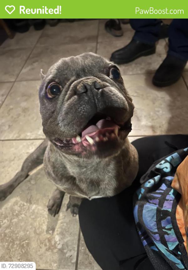 Reunited Male Dog last seen Tropical Parkway & Pecos, North Las Vegas, NV 89081