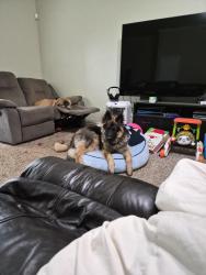 Reunited Male Dog last seen Near greenfield ave, yukon ok , Yukon, OK 73099