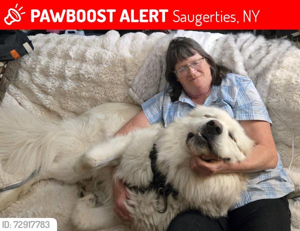 Lost Male Dog last seen Near phillips rd saug ny , Saugerties, NY 12477