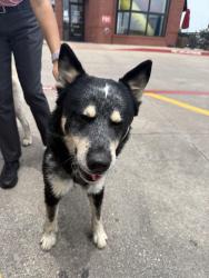 Found/Stray Unknown Dog last seen Chic fila, Waxahachie, TX 75165