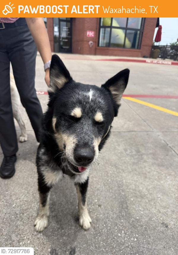 Found/Stray Unknown Dog last seen Chic fila, Waxahachie, TX 75165