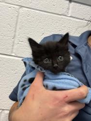 Shelter Stray Female Cat last seen Near W 400 S, SALT LAKE CITY, UT, 84104, Taylorsville, UT 84123