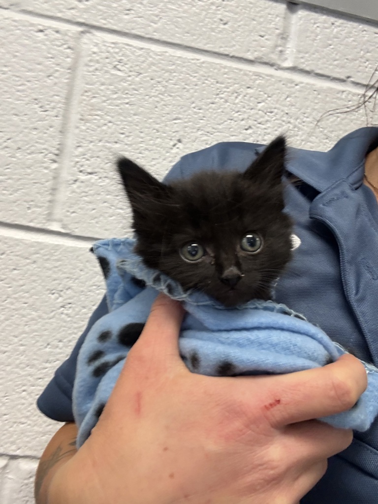 Shelter Stray Female Cat last seen Near W 400 S, SALT LAKE CITY, UT, 84104, Taylorsville, UT 84123