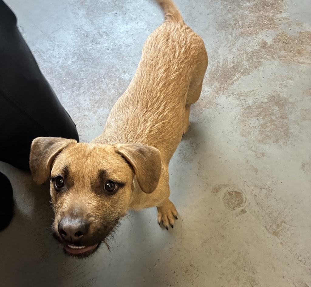 Shelter Stray Female Dog last seen Near W California Avenue, SALT LAKE CITY, UT, 84104, 511 W 3900 S, Salt Lake City, UT 84123, USA