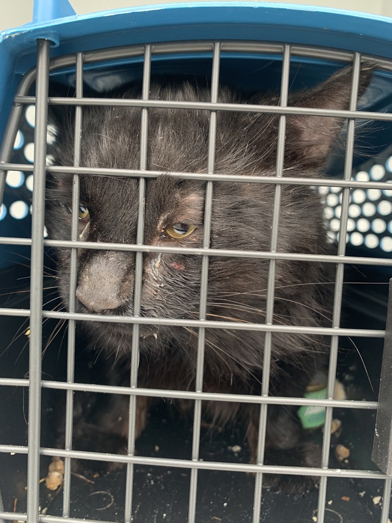 Shelter Stray Male Cat last seen SE 99th / SE Duke, OR, Troutdale, OR 97060