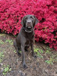 Reunited Male Dog last seen Near Tower Rd, Greensboro, NC 27410, USA, Greensboro, NC 27410
