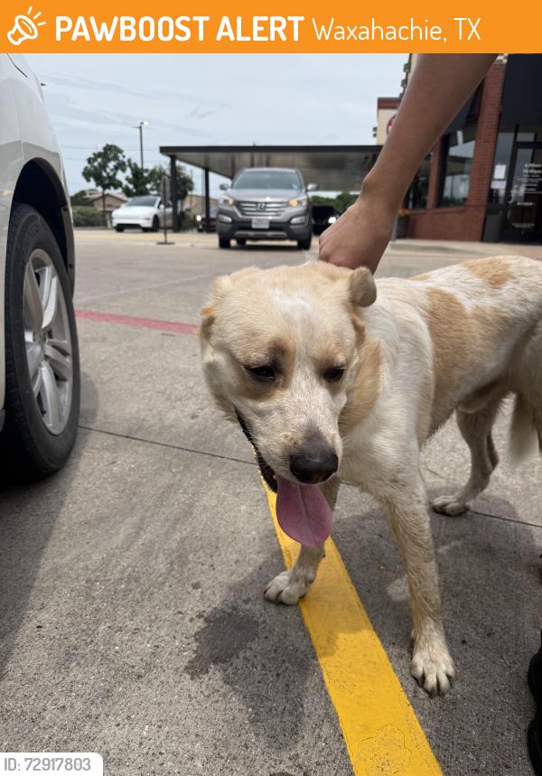 Found/Stray Male Dog last seen Chic fila, Waxahachie, TX 75165