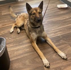 Shelter Stray Male Dog last seen Otay Mesa Freeway, San Diego, CA, 92154, 5500 Gaines St, San Diego, CA 92110, USA