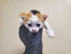Shelter Stray Female Cat last seen Near Garey Drive, Vista, CA, 92084, Oceanside, CA 92058