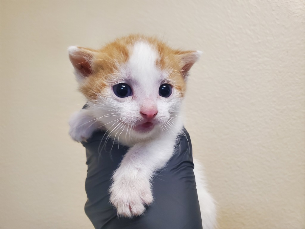Shelter Stray Male Cat last seen Near Garey Drive, Vista, CA, 92084, Oceanside, CA 92058