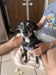 Reunited Male Dog last seen Arroyo grande and guilford dr., Henderson, NV 89014