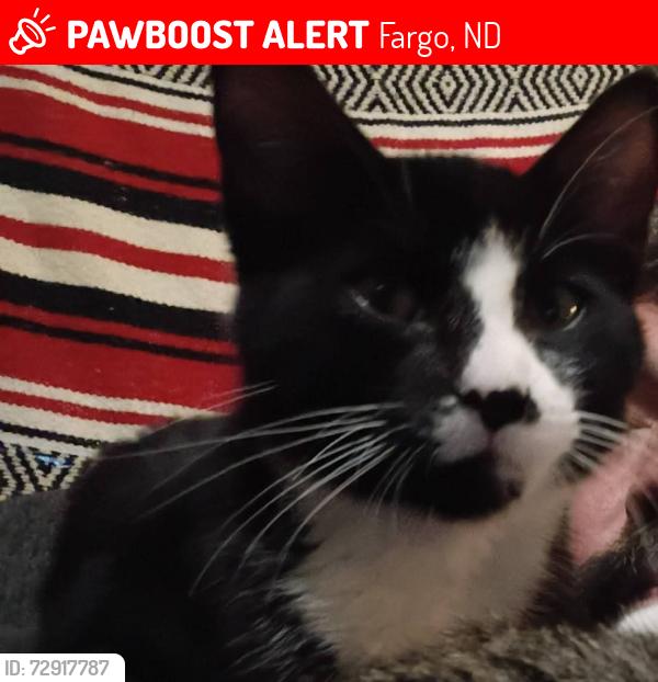 Lost Male Cat last seen By broadway or by the red river, Fargo, ND 58102