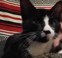Lost Male Cat last seen By broadway or by the red river , Fargo, ND 58102
