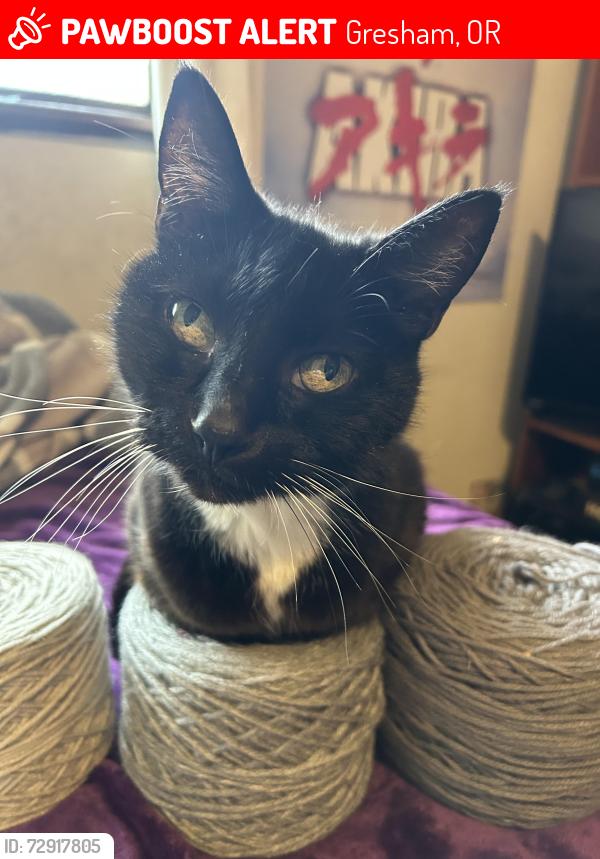Lost Female Cat last seen Kelly st. Gresham, Gresham, OR 97030