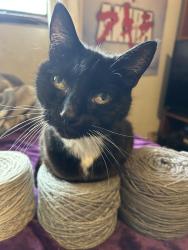 Lost Female Cat last seen Kelly st. Gresham, Gresham, OR 97030