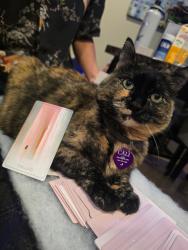 Lost Female Cat last seen Grimmer and Marlborough back Ally, Burnaby, BC V5H 3M3