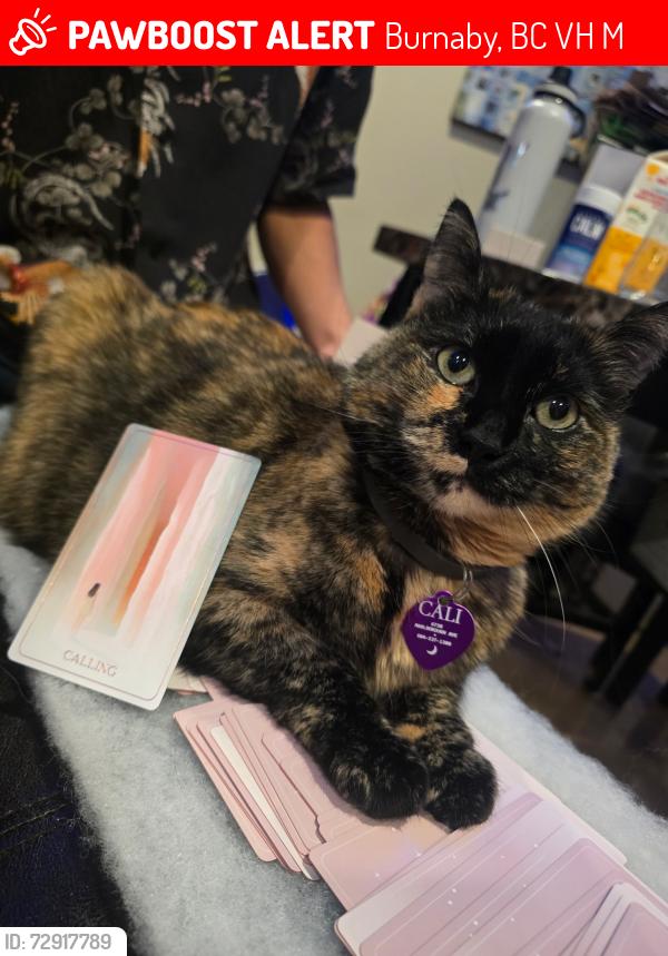 Lost Female Cat last seen Grimmer and Marlborough back Ally, Burnaby, BC V5H 3M3