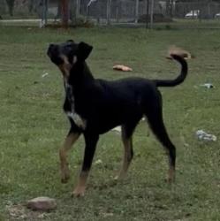 Lost Female Dog last seen Turkey Creek and Cheryl Ct, Hillsborough County, FL 33567