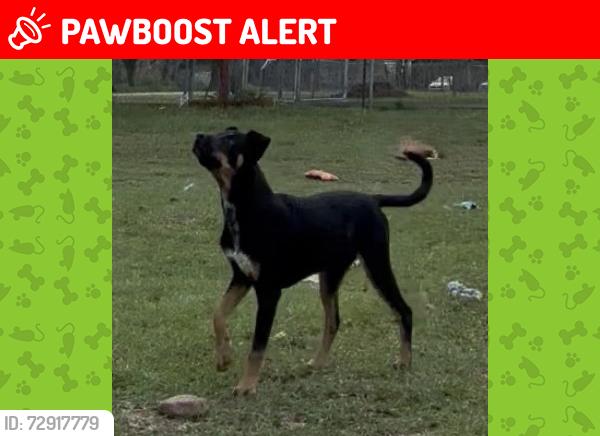Lost Female Dog last seen Turkey Creek and Cheryl Ct, Hillsborough County, FL 33567