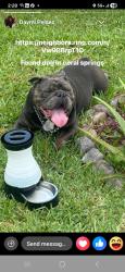 Reunited Male Dog last seen Nw 83rd Ave and off 14 st, Coral Springs, FL 33065